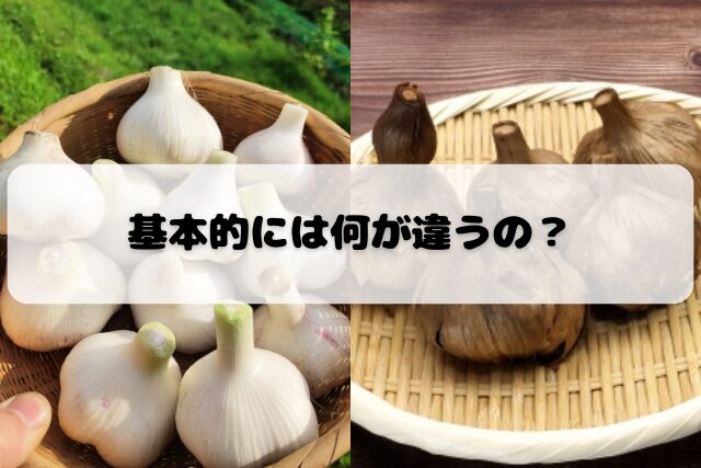 黒にんにくと普通のにんにくの基本的な違いを解説するバナー画像